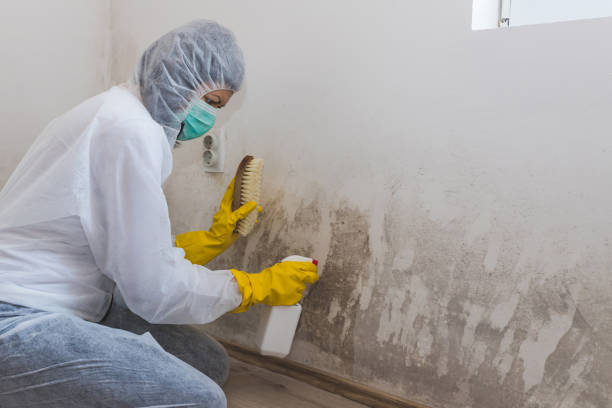 Best Mold Damage Restoration  in South Lancaster, MA